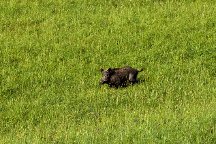 IL CINGHIALE